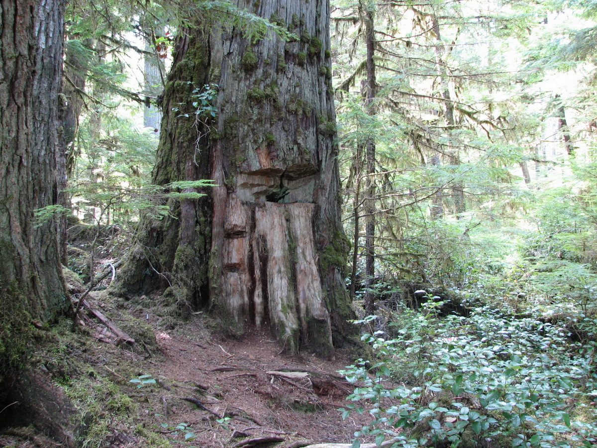 Culturally modified old-growth cedar in the rainforest