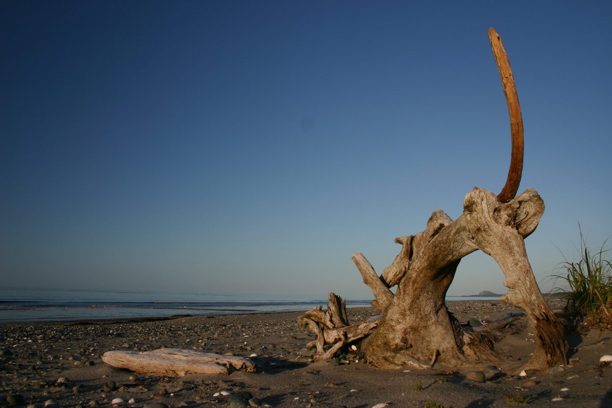 Driftwood on a Haida Gwaii beach at dusk
