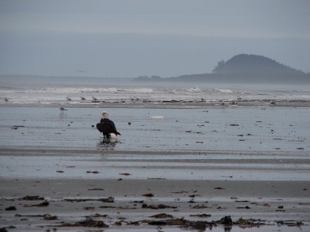 Bald eagle standing on a misty beach