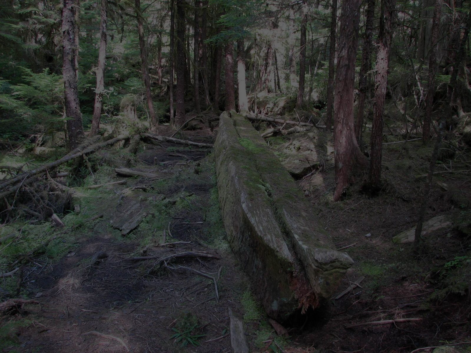 Moss-covered old-growth rainforest floor on Haida Gwaii