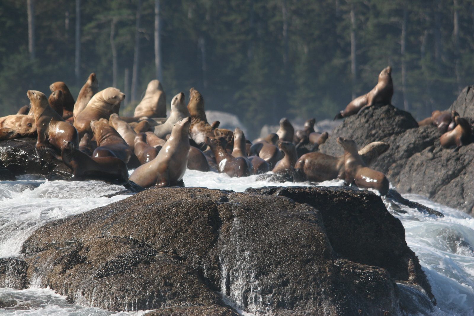 Sea lions hauled out on rocky islets