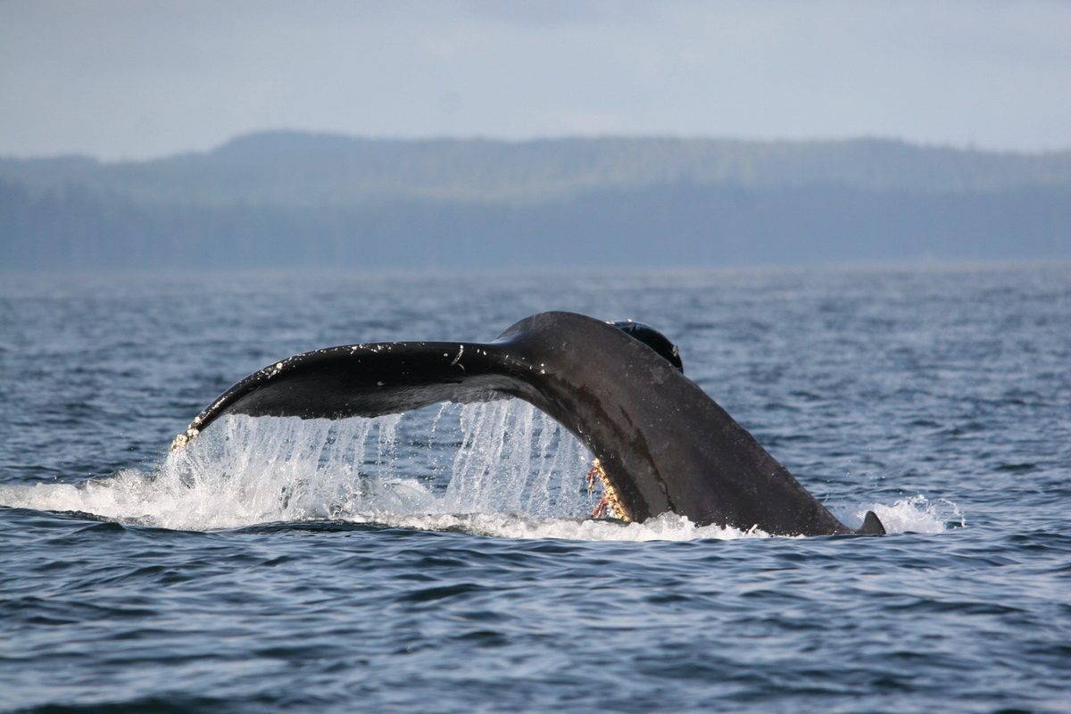 Whale fluke streaming water