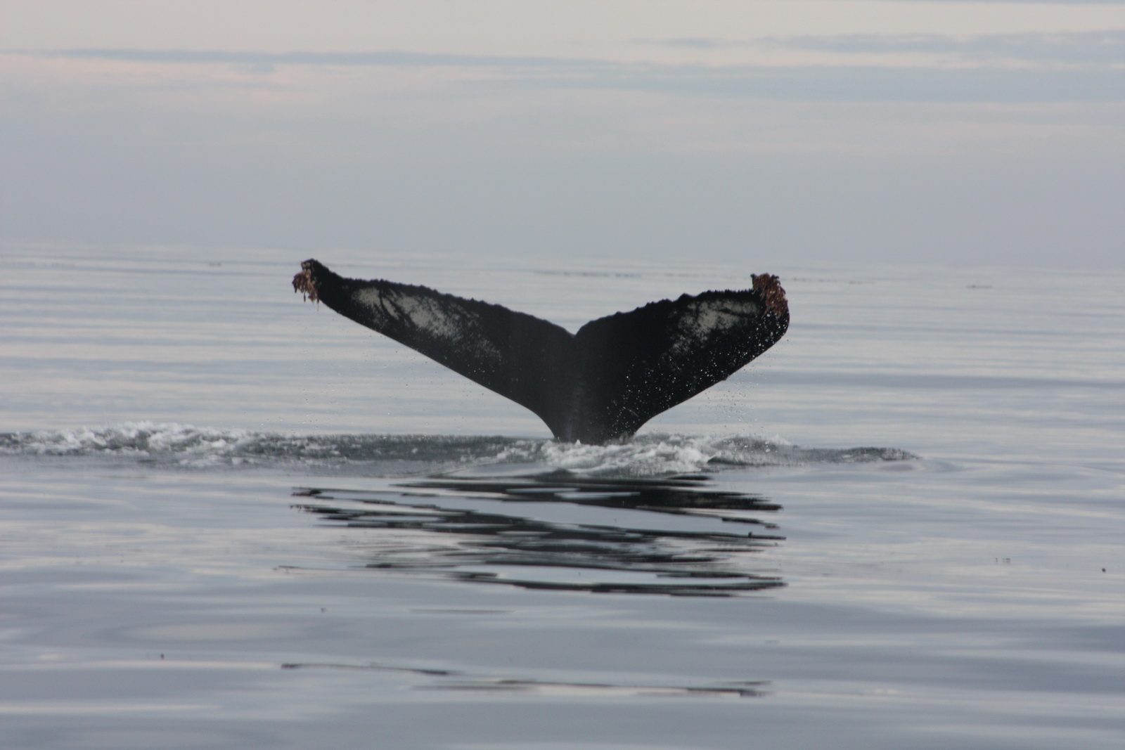 Humpback whale tail rising from calm water